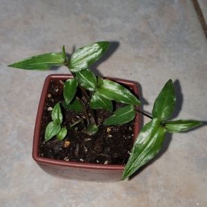 Tahitian Bridal Veil Wandering Jew plant